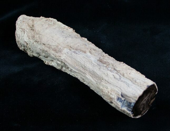 Petrified Juniper Limb/Root - McDermitt, Oregon #6245